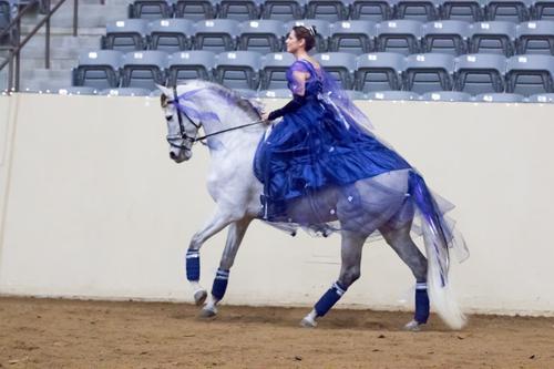 dressage horse for sale in Ohio United States 